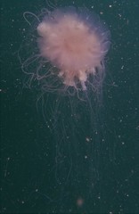 Cyanea nozakii