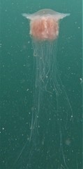 Cyanea nozakii