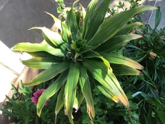 Dracaena fragrans compacta