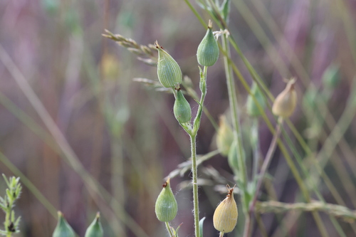 Silene conica, photograph 4