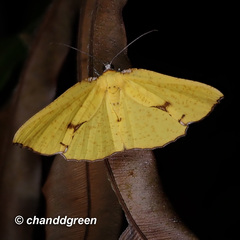 Corymica spatiosa