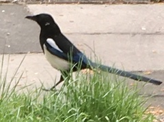 Pica pica