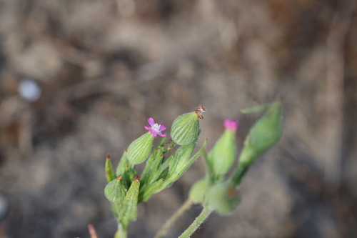 Silene conica, photograph 3