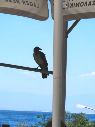Hooded Crow