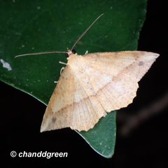 Pseudonadagara semicolor