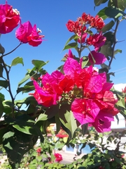 Bougainvillea