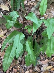 Tectaria singaporiana