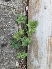 Geranium robertianum