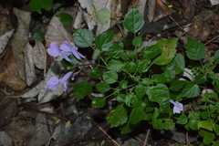 Plectranthus saccatus