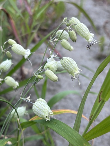 bladder campion