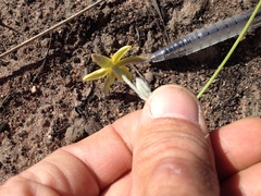 Hypoxis longifolia