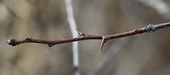 Crataegus chlorosarca