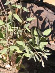 Rhynchosia totta rigidula