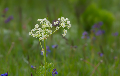 Ligusticum porteri, photograph 3