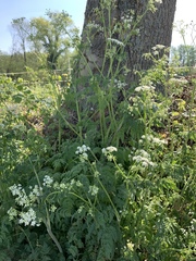 Anthriscus sylvestris