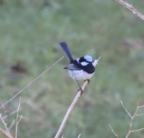Superb Fairywren