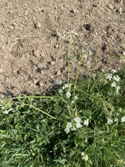 Anthriscus sylvestris