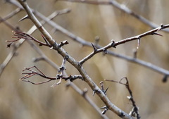 Crataegus chlorosarca