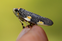 Ptyelus grossus