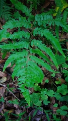 Microlepia marginata bipinnata
