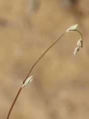 Rhynchosia totta rigidula