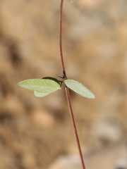 Rhynchosia totta rigidula