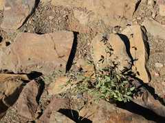 Rhynchosia totta rigidula