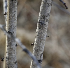 Crataegus chlorosarca