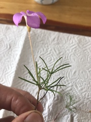 Oxalis polyphylla pentaphylla