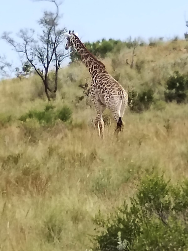 South African Giraffe