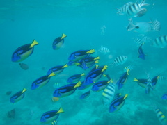 Paracanthurus hepatus