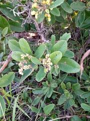 Davilla