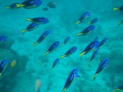 Paracanthurus hepatus