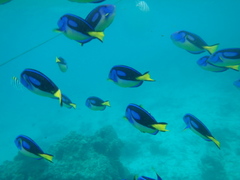 Paracanthurus hepatus