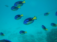 Paracanthurus hepatus