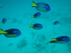 Paracanthurus hepatus