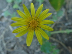 Arctotheca prostrata