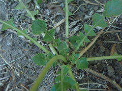 Arctotheca prostrata