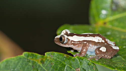 Brown Banana Frog
