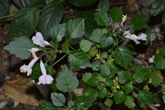 Plectranthus saccatus