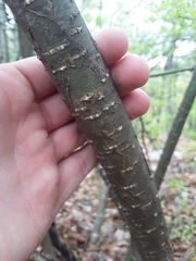 Buckleya distichophylla