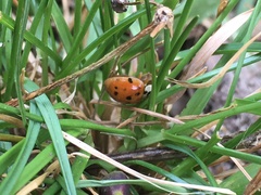 Harmonia axyridis