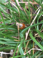 Harmonia axyridis