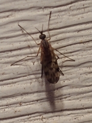 Sylvicola fenestralis