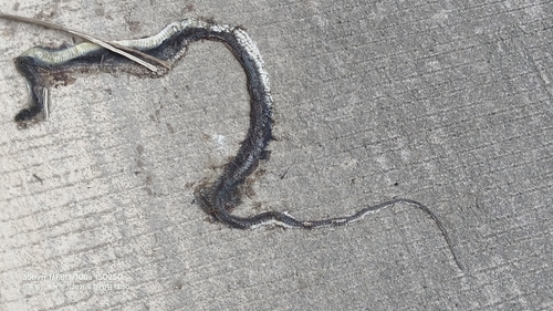 Indo-Chinese Rat Snake