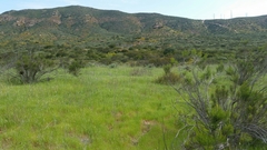 Cynara cardunculus cardunculus