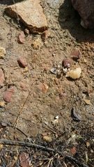 Stylocline gnaphaloides