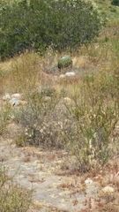 Ferocactus viridescens
