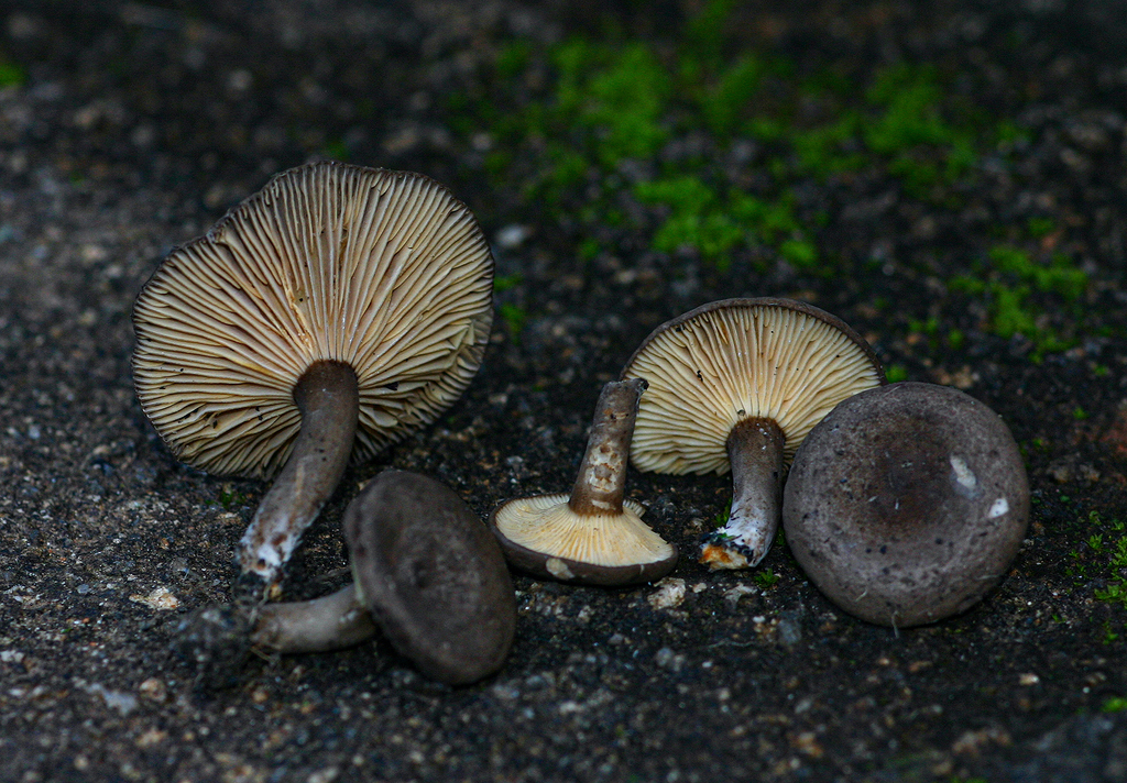 Lactarius kabansus