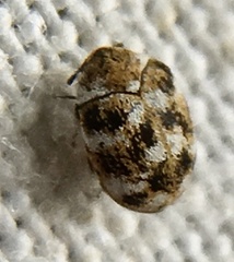 Anthrenus verbasci